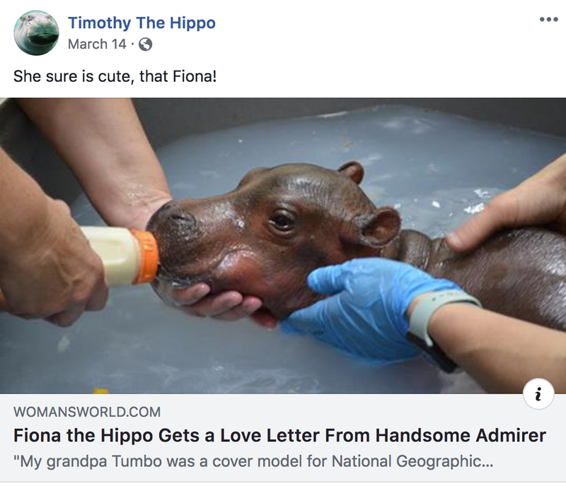 Illustration for article titled Saturday Night Social: Our Baby Fiona the Hippo Is Getting Tinder Blasts, Ahhh!